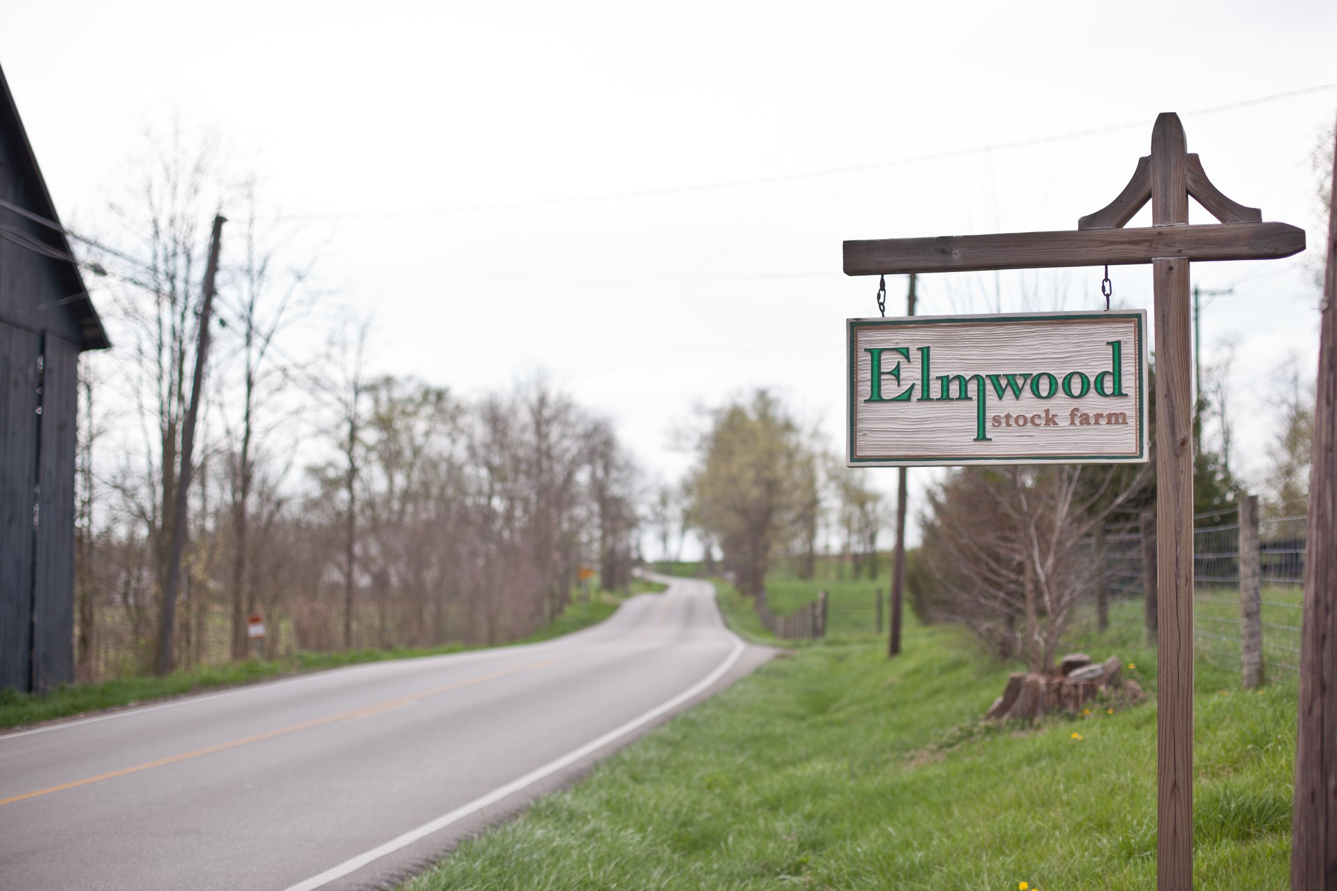 Elmwood Stock 2