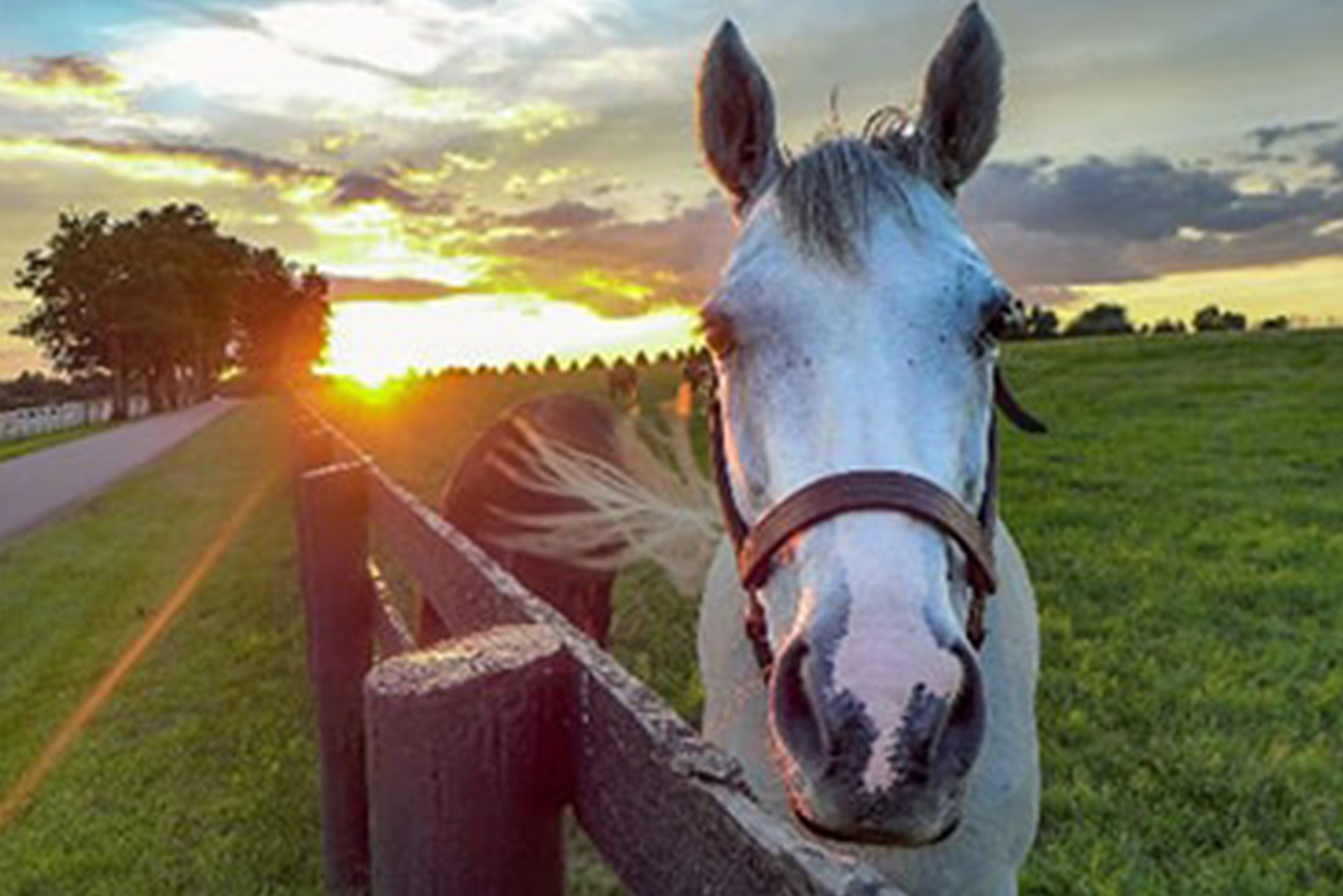 Sunshine Horse