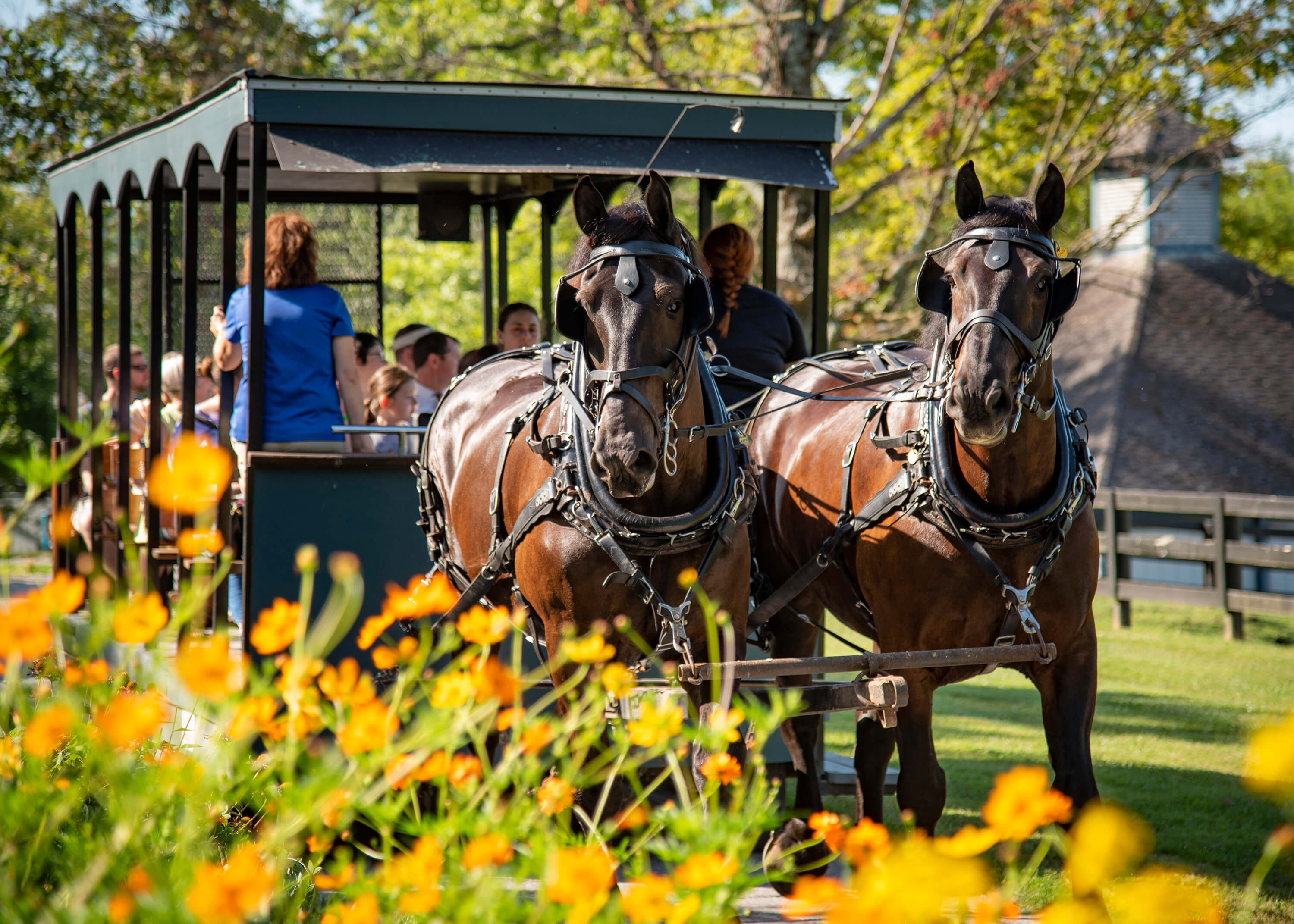 Trolly Rides at the Kentucky Horse Park